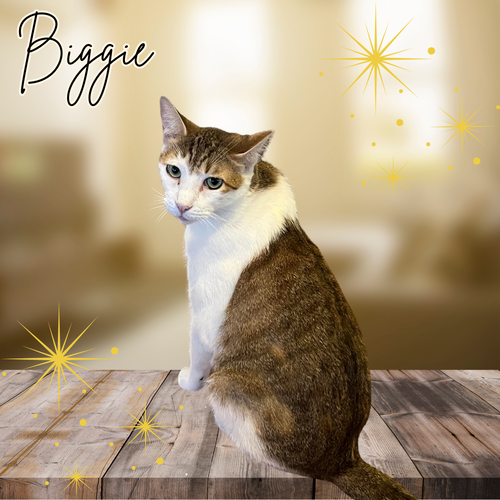 picture of the cat needing adoption