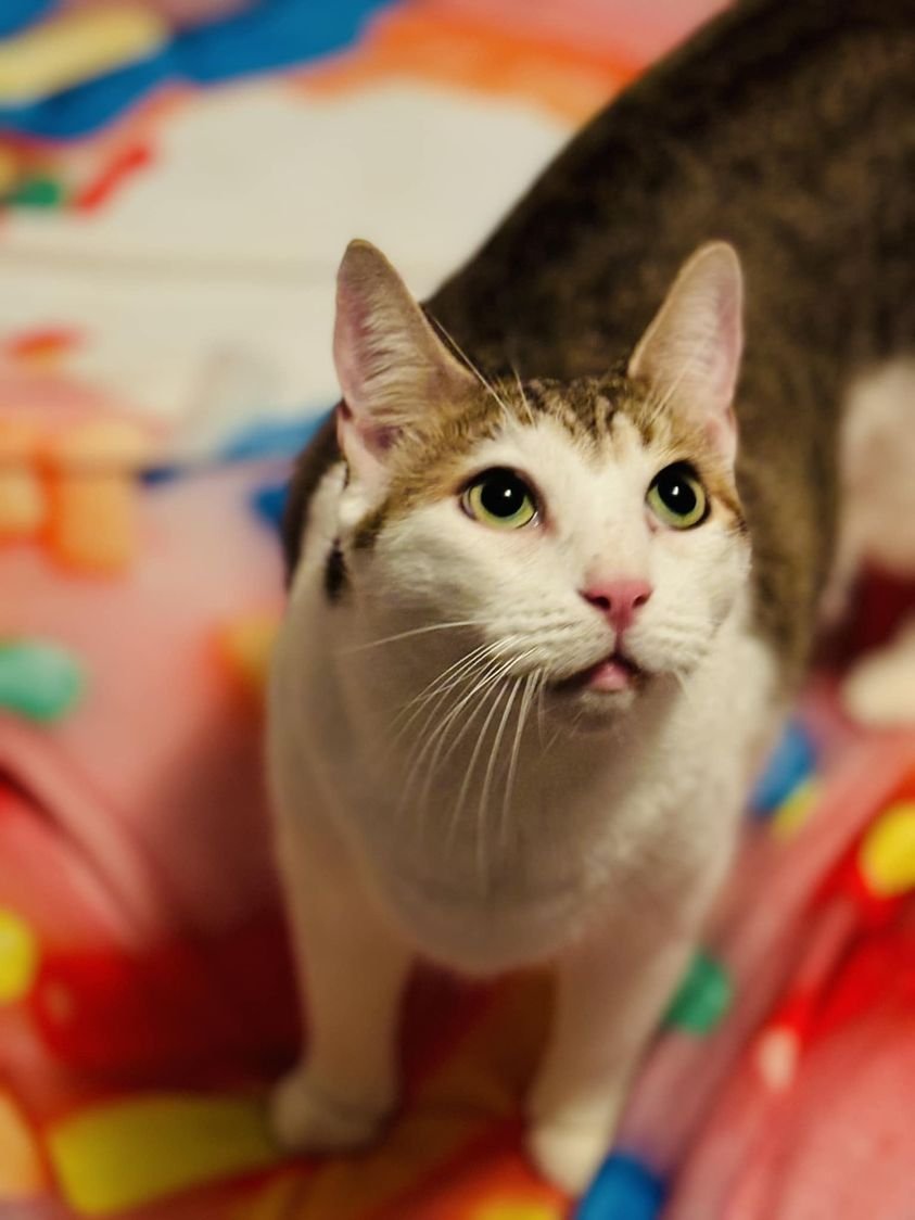 adoptable Cat in Orange City, FL named Biggie