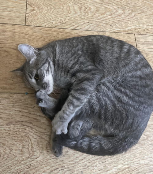 picture of the cat needing adoption