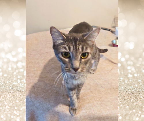 ASHLYN - Tabby available for adoption