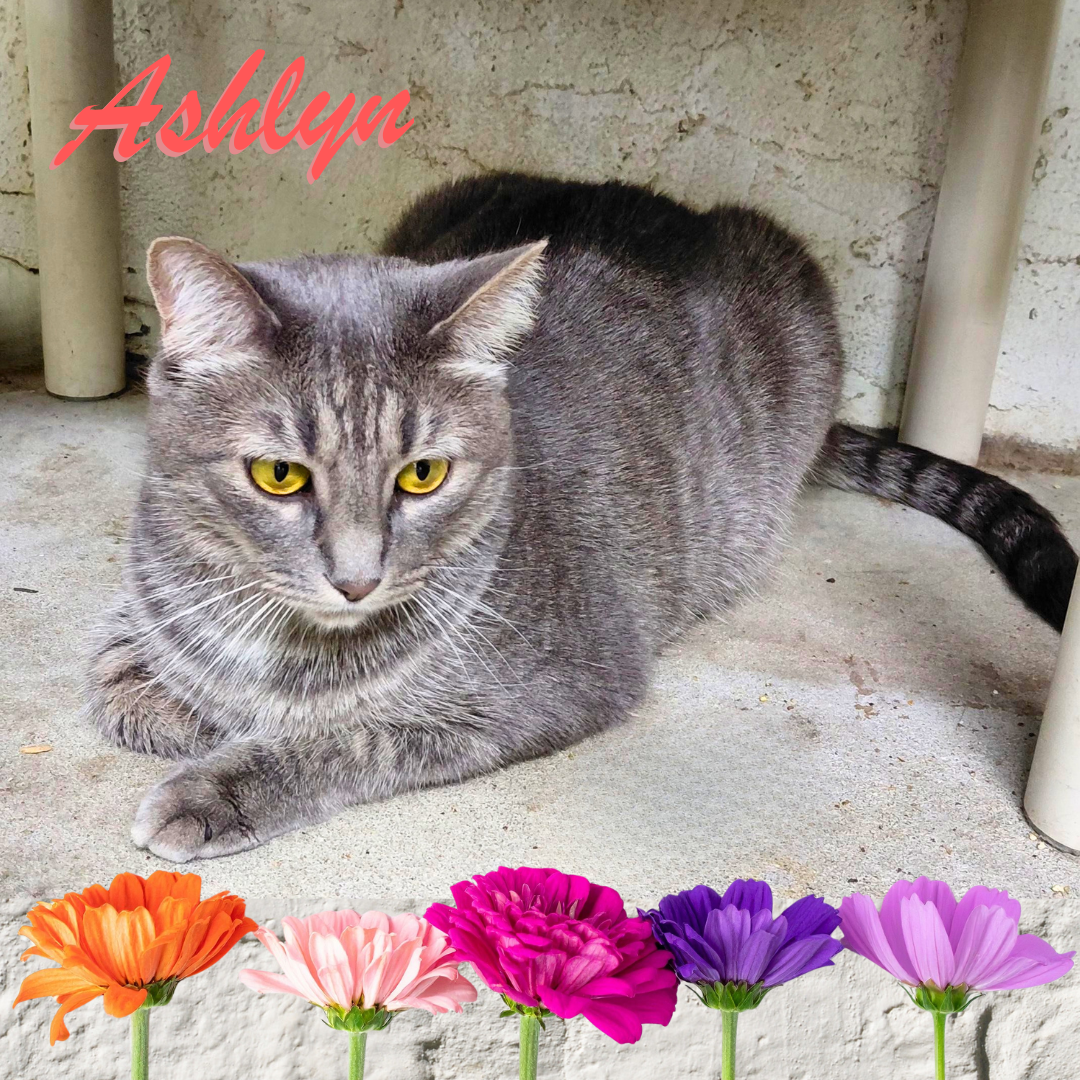 Ashlyn