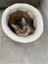 adoptable Cat in  named Penni