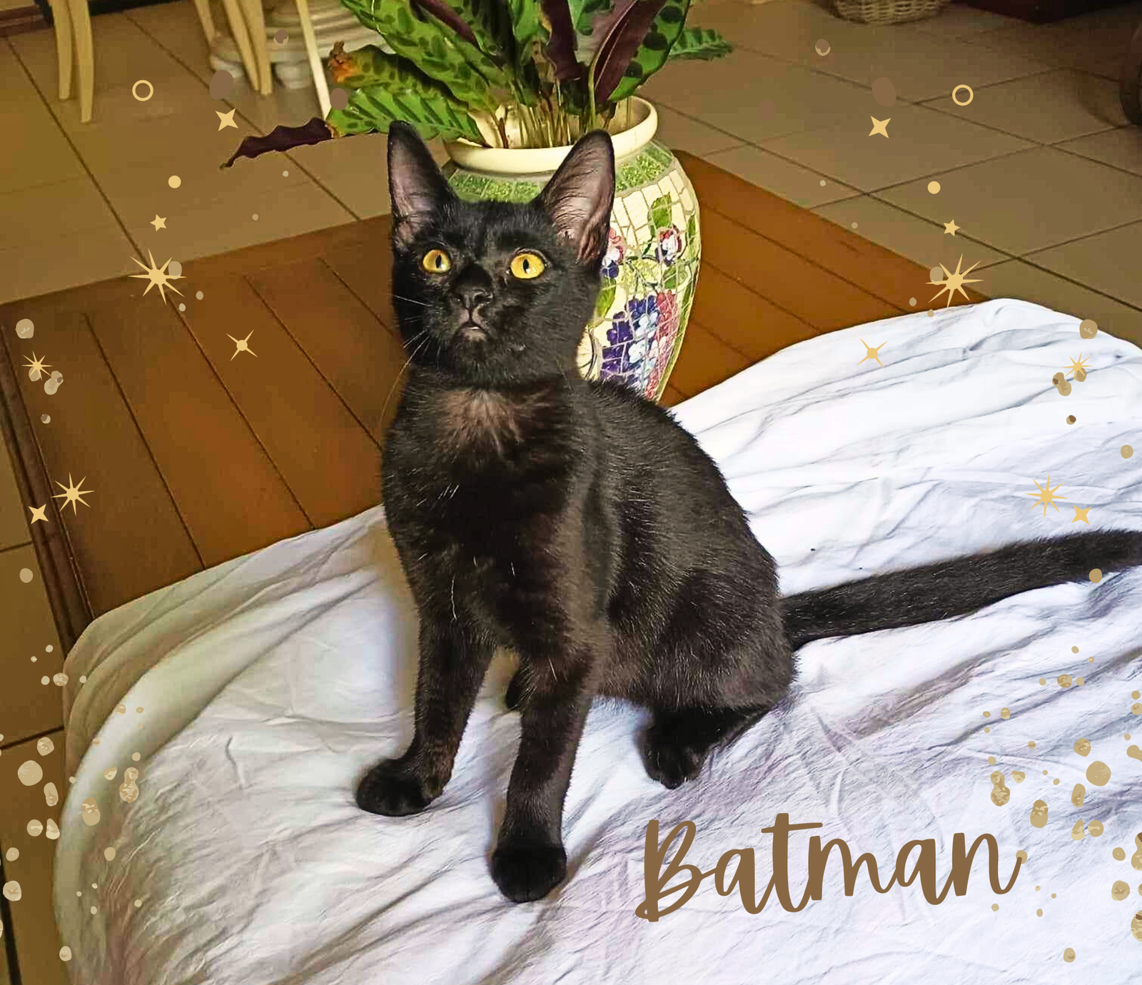 adoptable Cat in Orange City, FL named Batman