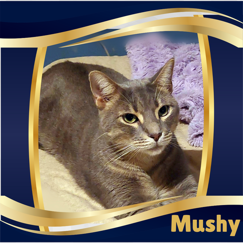 picture of the cat needing adoption