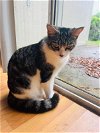 adoptable Cat in orange city, FL named Oreo (Kristie