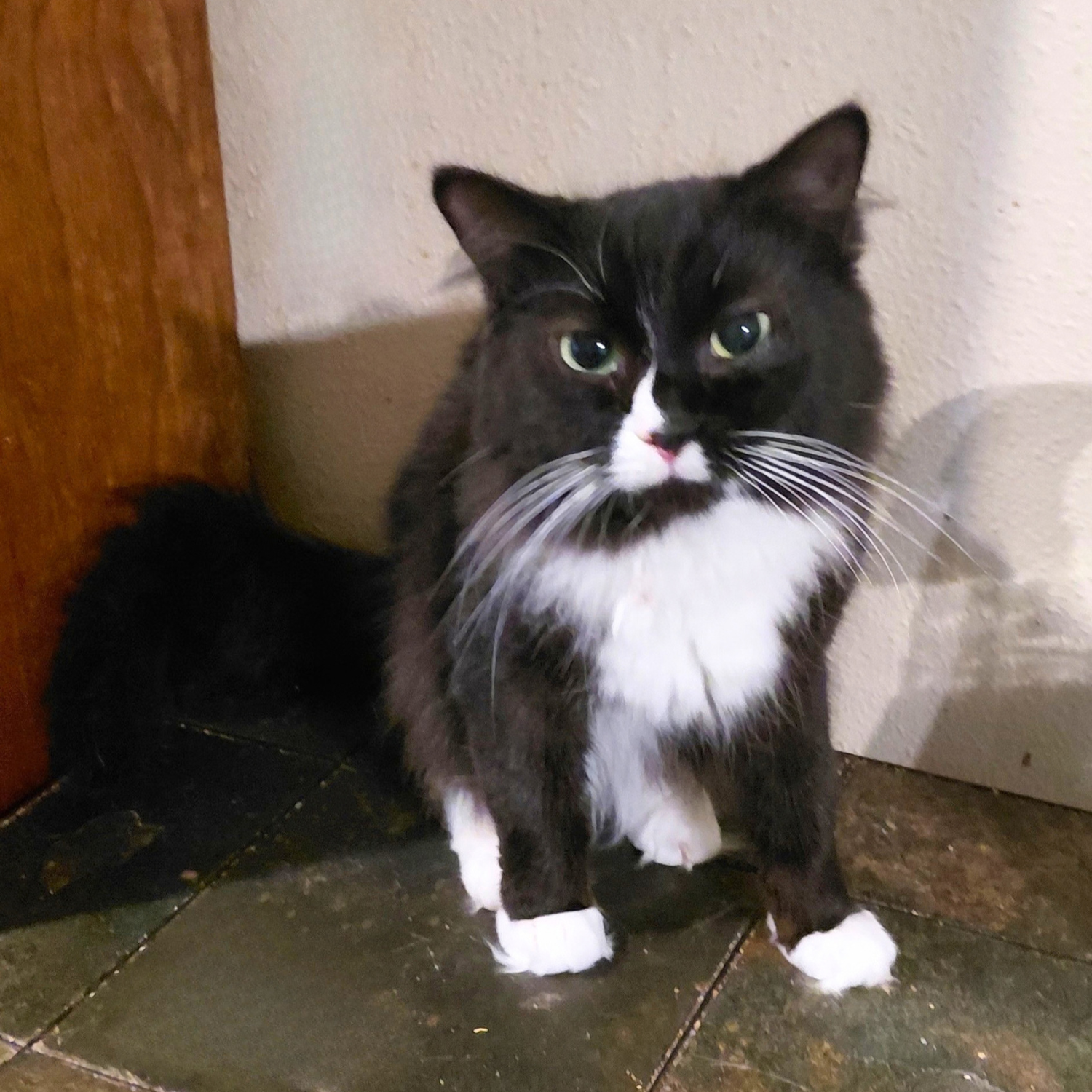 Ariel, Domestic Long Hair