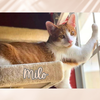Milo - Photo 2