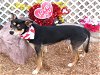 adoptable Dog in , OK named MOSS
