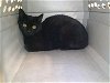 adoptable Cat in okc, OK named A429426
