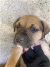 adoptable Dog in okc, OK named A429198