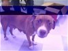 adoptable Dog in okc, OK named PEACH