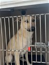 adoptable Dog in , OK named MERRY
