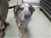 adoptable Dog in okc, OK named BUDDY
