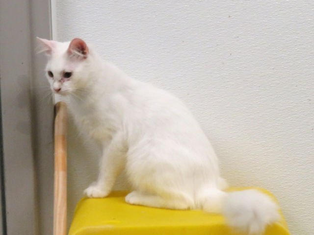 adoptable Cat in OKC, OK named MARSHMELLOW