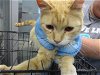 adoptable Cat in okc, OK named A429973