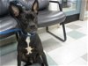 adoptable Dog in okc, OK named A430235
