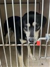 adoptable Dog in okc, OK named BOOTS