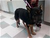 adoptable Dog in okc, OK named A430333