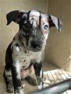 adoptable Dog in , OK named MULBERRY