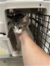 adoptable Cat in  named A430470
