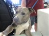 adoptable Dog in okc, OK named A430547
