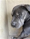 adoptable Dog in okc, OK named A430593