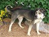 adoptable Dog in  named ROSCOE