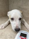 adoptable Dog in  named A430980