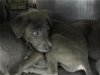 adoptable Dog in okc, OK named A430946