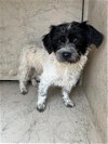 adoptable Dog in  named A430825