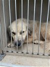 adoptable Dog in  named A431552