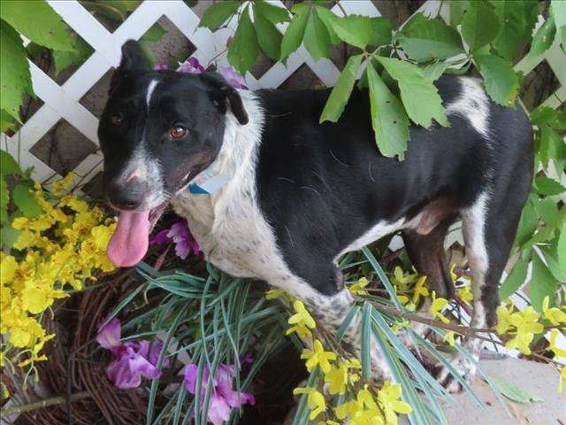 adoptable Dog in OKC, OK named BOWSER