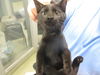 adoptable Cat in , OK named A439903