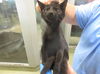 adoptable Cat in OKC, OK named A439907