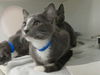 adoptable Cat in , OK named BLASE