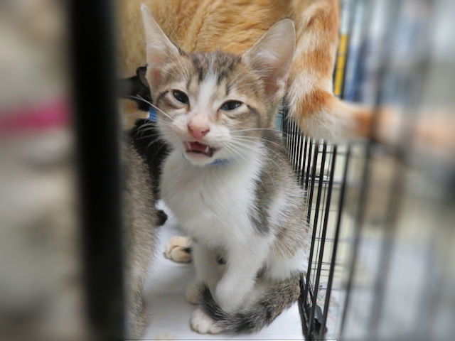 adoptable Cat in OKC, OK named POP TART