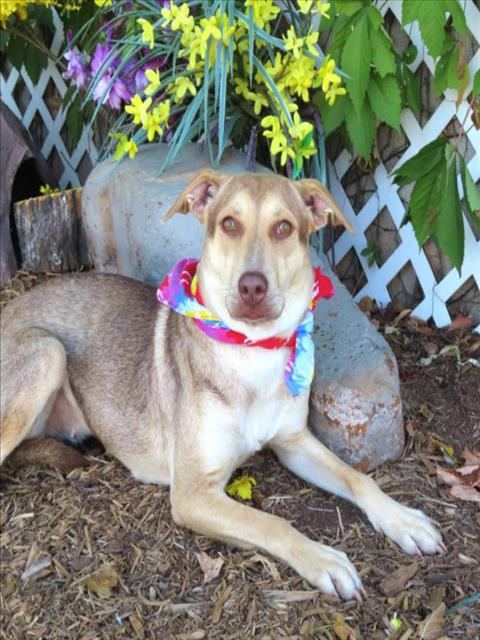 adoptable Dog in OKC, OK named SAHARA