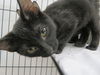 adoptable Cat in , OK named VOLEMORE