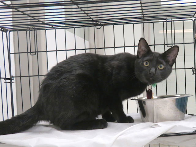 adoptable Cat in OKC, OK named BLACKBERRY