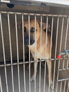 adoptable Dog in , OK named NATE