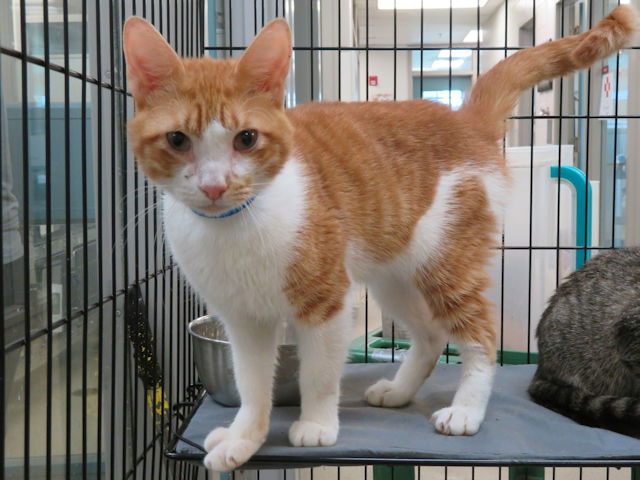 adoptable Cat in OKC, OK named SIKLY