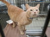 adoptable Cat in OKC, OK named BISCUIT