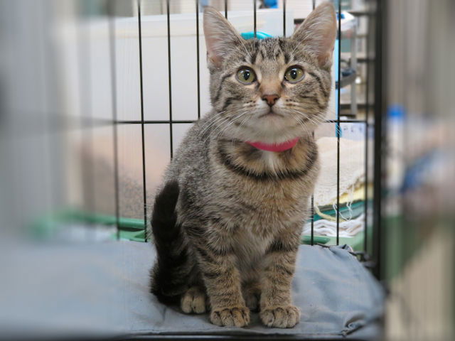 adoptable Cat in OKC, OK named MUFFIN