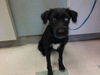 adoptable Dog in , OK named LEXY