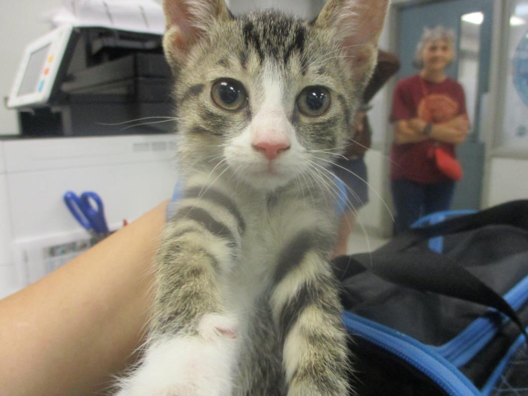 adoptable Cat in OKC, OK named A440508