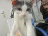 adoptable Cat in , OK named A440509