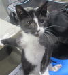 adoptable Cat in , OK named A440412