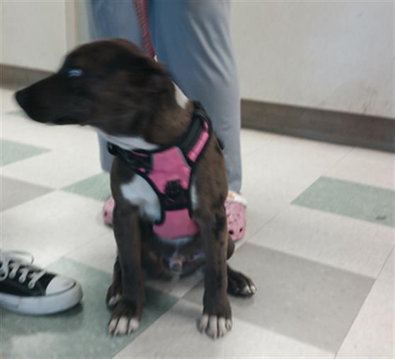 adoptable Dog in OKC, OK named A440483