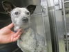 adoptable Dog in , OK named A440499