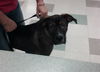 adoptable Dog in , OK named A440504